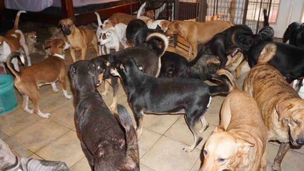 Kind Woman Brings 97 Homeless Dogs Into Her Home During Brutal Hurricane