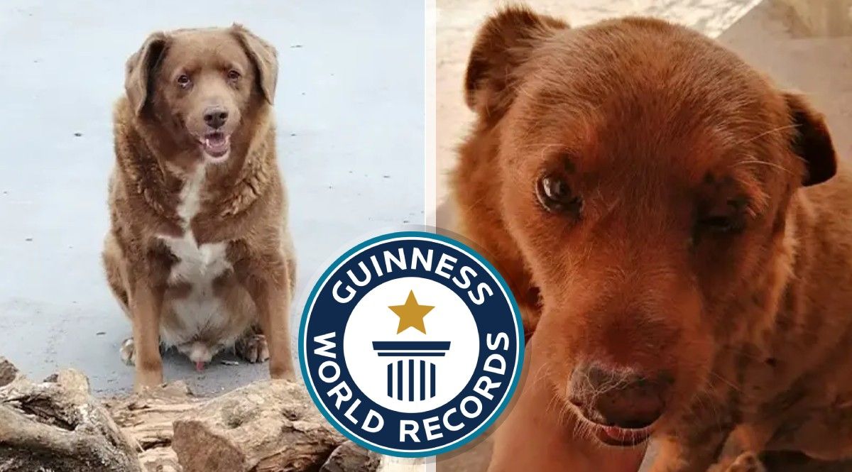 Who s A Good Boy Guinness World Records Crowns This Ageless Pooch As 